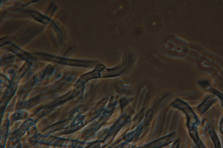 Ritrovamento n1 del 20-11-2011 (Phlebia radiata)